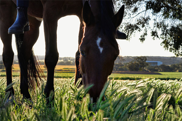 abba-xalet-suites-hotel-montar-a-caballo.jpg