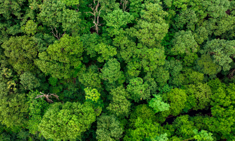 abba Xalet Suites hotel