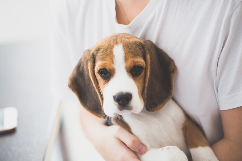 Mit Hund oder Katze verreisen