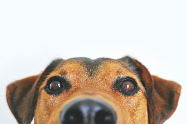 mascotas-1.jpg
