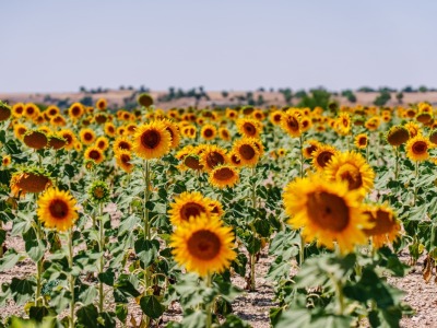 abba Las Viñas Tiedra